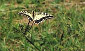 54 Madama Butterfly